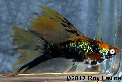 http://www.xhifin.org/Fish%20Images/Latest/Black%20semi-veiltail-128-1a.png